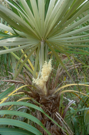 Florida Silver Palm
