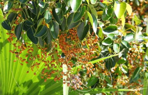Poisonwood berries in the NKDR - the favored fruit of the White Crowned Pigeon- July 2022, photo by Heather Hauser