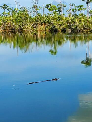Small gator at Blue Hole Aug 2022 - Heather Hauser