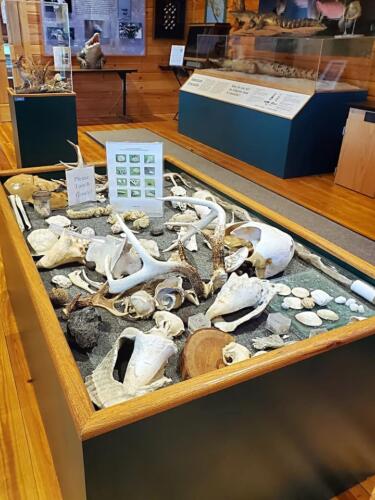 Touch tray at Nature Center - Heather Hauser - 2022