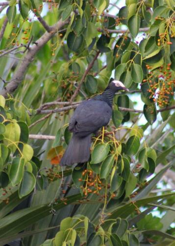 White Crowned pigeon enjoying poisonwood berries in the Key Deer Refuge July 2022 - photo by Heather Hauser