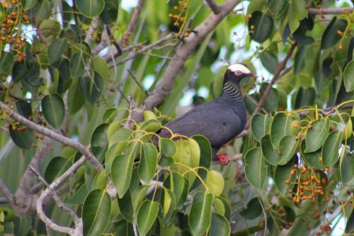 White Crowned pigeon - Key Deer Refuge July 2022 - photo by Heather Hauser