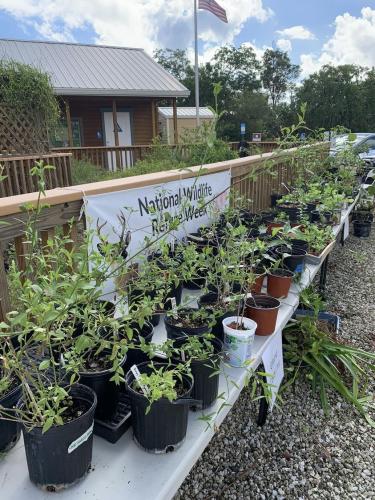 Native Plant Day - Oct 2022