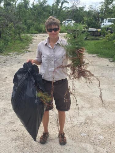 USFWS ranger, Kristie Killam removing invasive plants June 2018