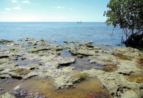 Long Beach fossil coral flats by Emma Lewis