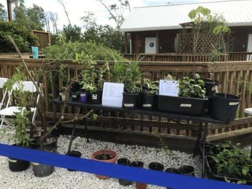 Native Plants ready to give away at the Native Plant Day - Oct 2021
