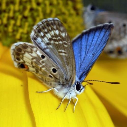 Miami blue butterfly, credit USFWS