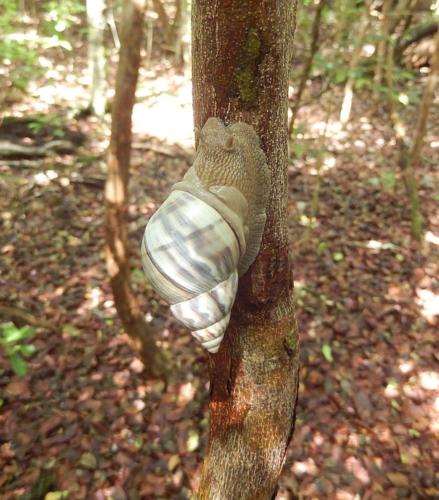 Stock Island tree snail USFWS