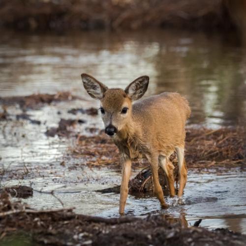 Key Deer in water by USFWS
