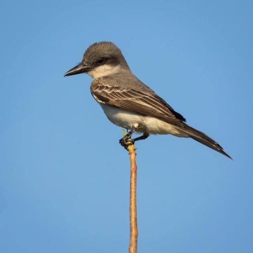 Gray kingbird by Kristie Killam