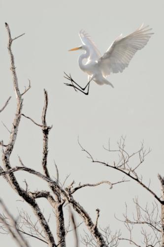 Great white egret by Kristie Killam