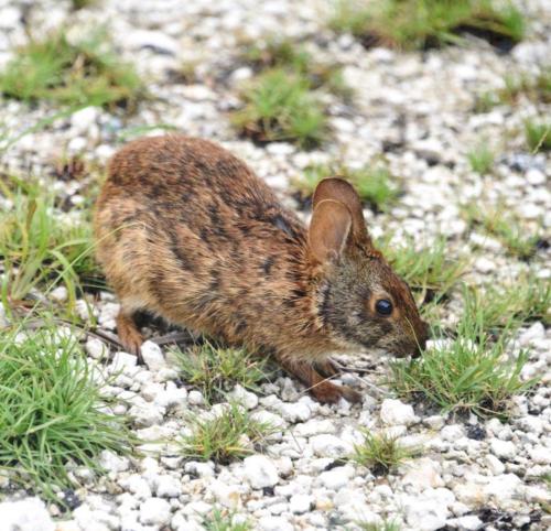 Lower Keys marsh rabbit by Mickey Foster