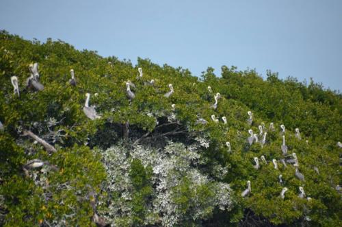 Pelicans in the mangroves USFWS