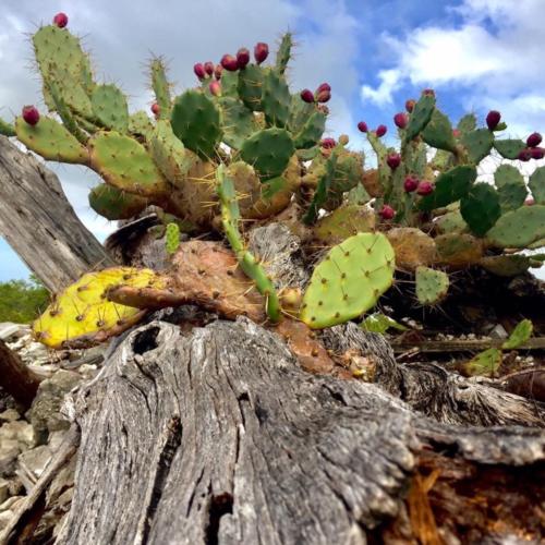 Prickly pear USFWS