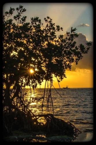 Red mangroves and yellow sun by Kristie Killam