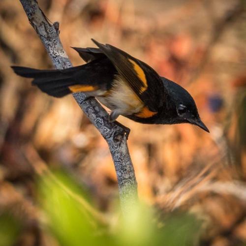 Redstart by USFWS