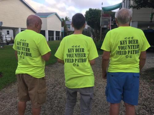 Screw-worm volunteers