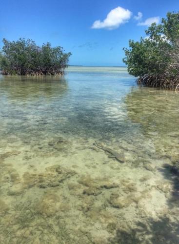 Shark in shallows USFWS