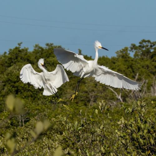 Snowy egrets USFWS