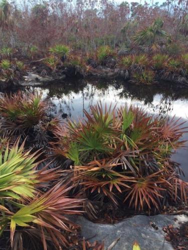 Solution hole NoName Key post Irma (9-24-17) USFWR