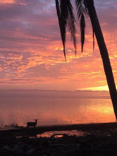 Sunrise with Key deer by USFWS