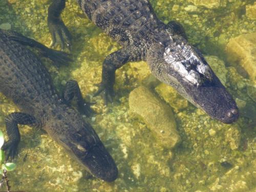 Two alligators by Carole DeHart