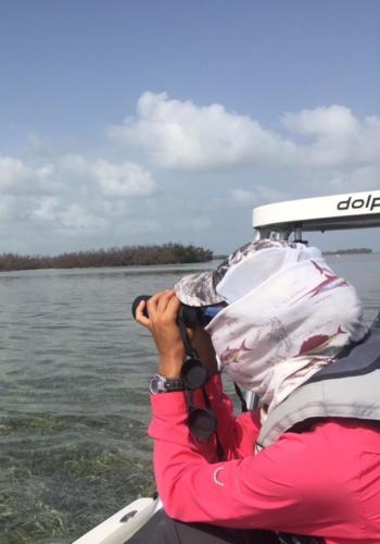 Reddish Egret research by USFWS