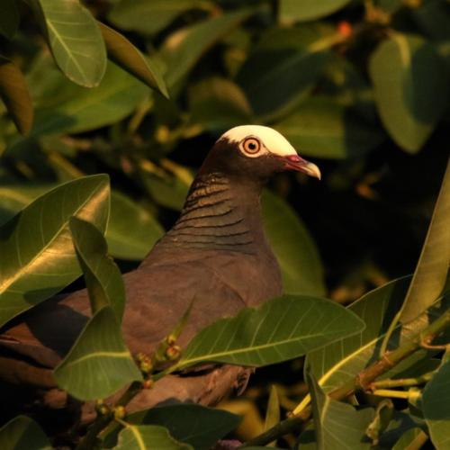 White-crowned pigeon by USFWS