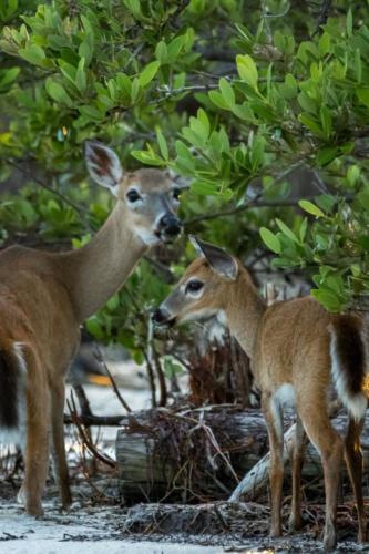 Young Key deer by USFWS